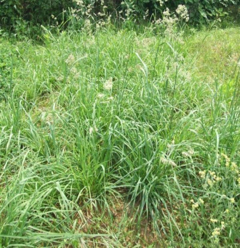 鸭茅种子牧草耐阴耐寒果园牧草牛羊鹅兔鱼鸡多年生牧草种