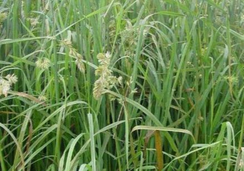 鸭茅种子牧草耐阴耐寒果园牧草牛羊鹅兔鱼鸡多年生牧草种