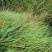 鸭茅种子牧草耐阴耐寒果园牧草牛羊鹅兔鱼鸡多年生牧草种