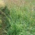 鸭茅种子牧草耐阴耐寒果园牧草牛羊鹅兔鱼鸡多年生牧草种