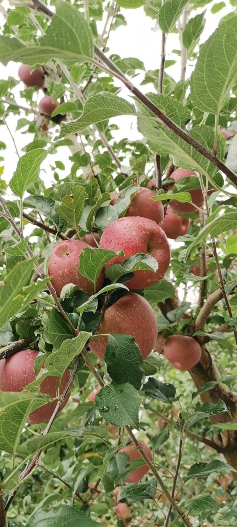 大凉山盐源苹果糖心苹果丑苹果支持一件代发