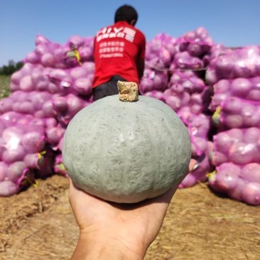 板栗南瓜新疆银栗大量供应质量保障诚信为欢迎来电洽谈
