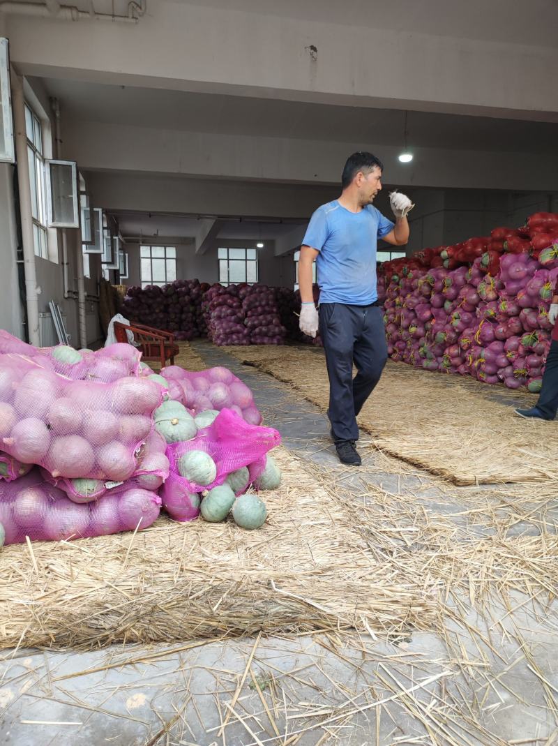 板栗南瓜新疆银栗大量供应质量保障诚信为欢迎来电洽谈