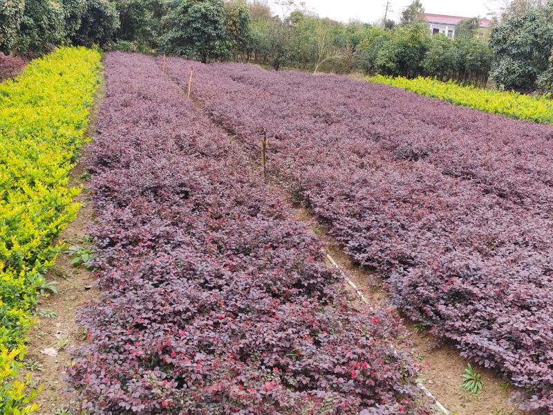 红花继木2年生小苗农户自产自销根系发达好种易活