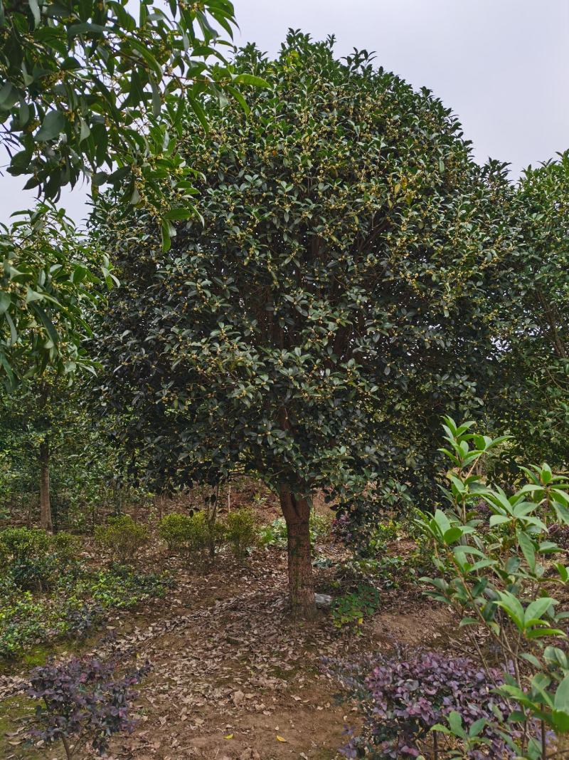 潢川金桂花繁叶茂清香馥郁适合庭院种植小区市政工程