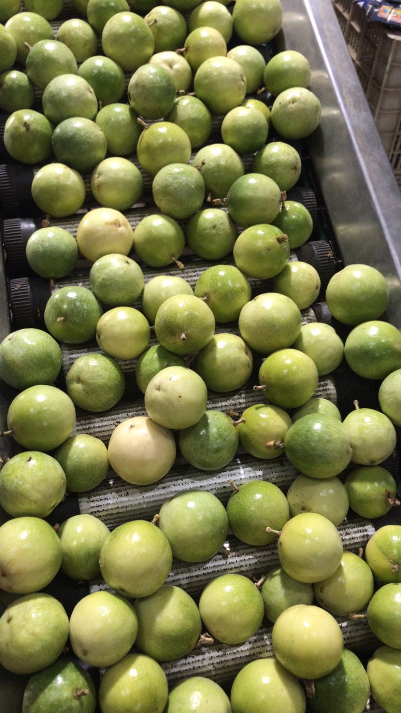 黄金百香果