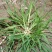 野生牛筋草种子千千踏蟋蟀草老牛拽忝仔草千金草牛耕草种籽
