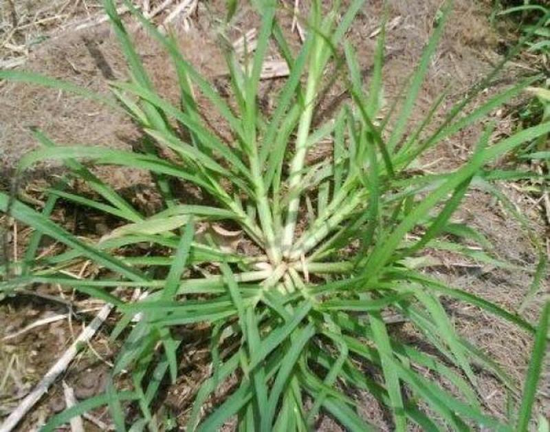 野生牛筋草种子千千踏蟋蟀草老牛拽忝仔草千金草牛耕草种籽