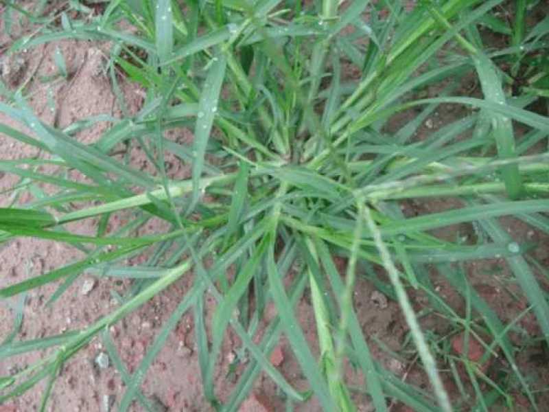 野生牛筋草种子千千踏蟋蟀草老牛拽忝仔草千金草牛耕草种籽