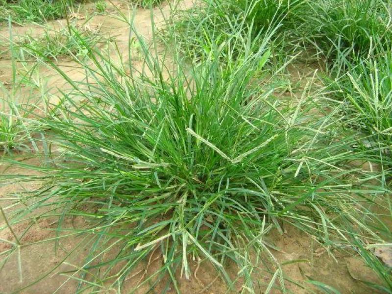 野生牛筋草种子千千踏蟋蟀草老牛拽忝仔草千金草牛耕草种籽