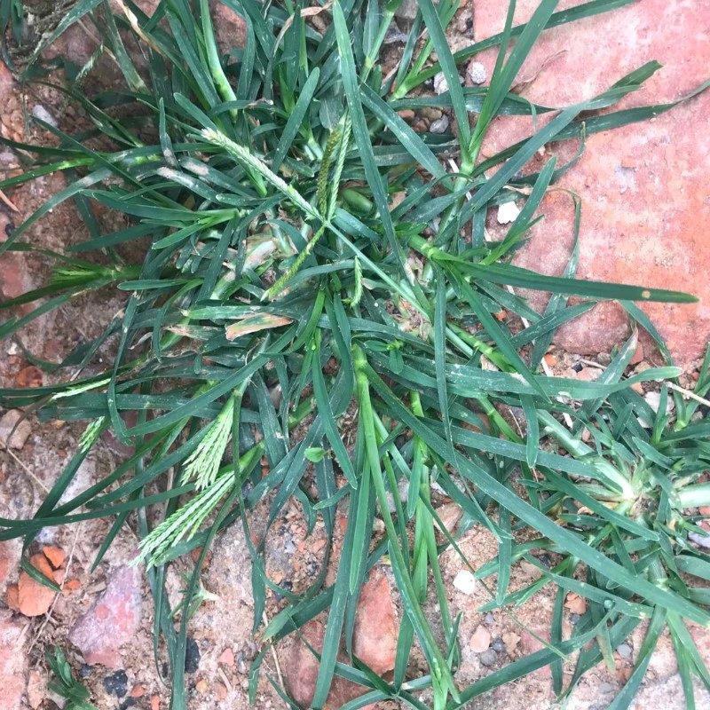 野生牛筋草种子千千踏蟋蟀草老牛拽忝仔草千金草牛耕草种籽