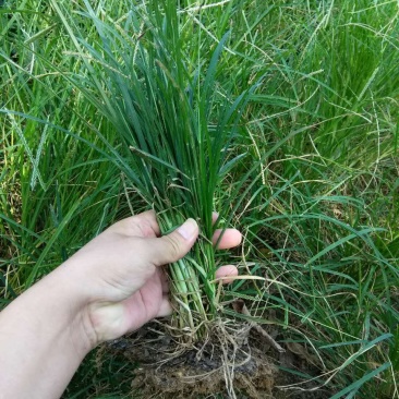 野生牛筋草种子千千踏蟋蟀草老牛拽忝仔草千金草牛耕草种籽
