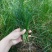 野生牛筋草种子千千踏蟋蟀草老牛拽忝仔草千金草牛耕草种籽