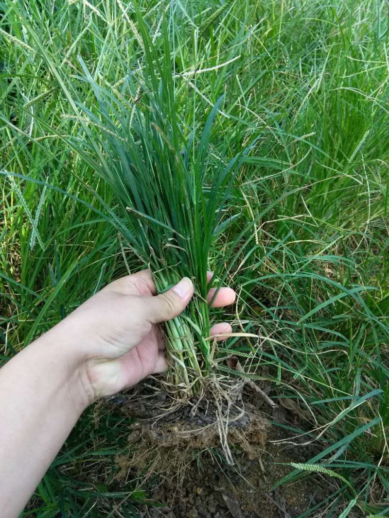 野生牛筋草种子千千踏蟋蟀草老牛拽忝仔草千金草牛耕草种籽