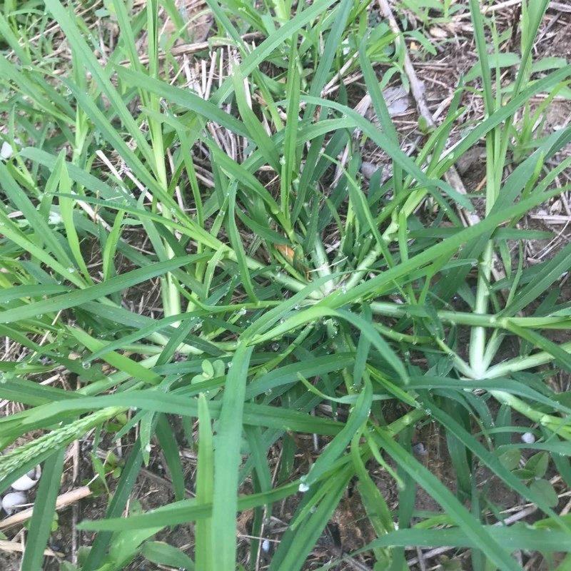 野生牛筋草种子千千踏蟋蟀草老牛拽忝仔草千金草牛耕草种籽