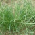 野生牛筋草种子千千踏蟋蟀草老牛拽忝仔草千金草牛耕草种籽