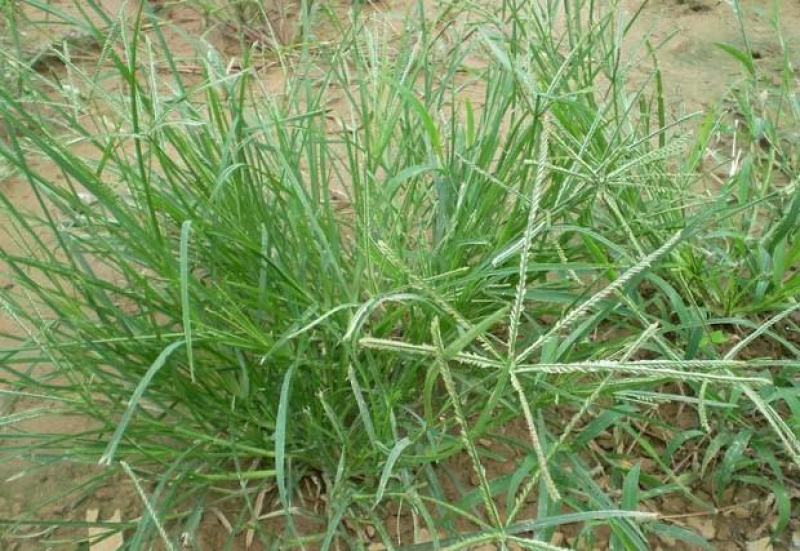 野生牛筋草种子千千踏蟋蟀草老牛拽忝仔草千金草牛耕草种籽