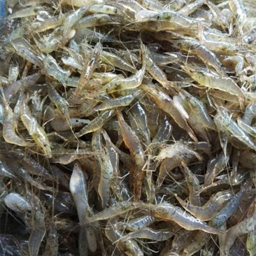 草虾