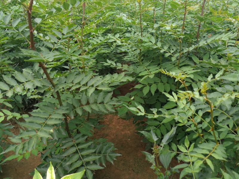 花椒苗大红袍花椒苗，当年苗混苗，量大优惠