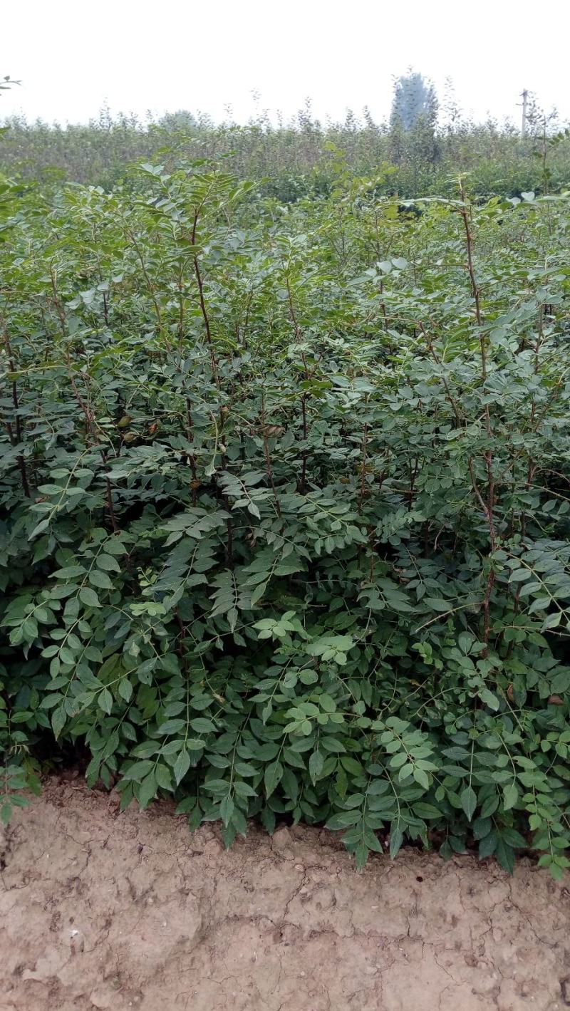 花椒苗大红袍花椒苗，当年苗混苗，量大优惠