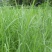正宗牛鞭草种子牧草种子优质牧草种子牛羊兔的优质饲料
