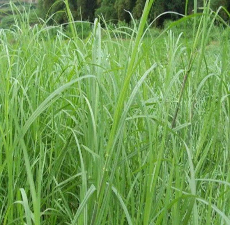正宗牛鞭草种子牧草种子优质牧草种子牛羊兔的优质饲料