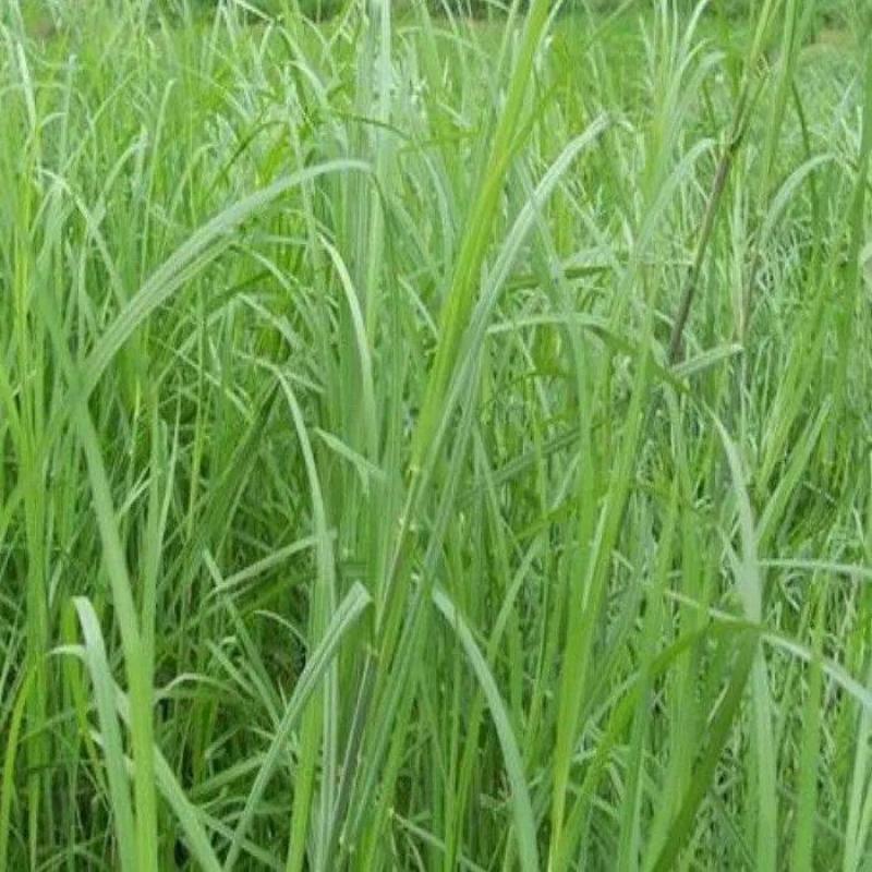 正宗牛鞭草种子牧草种子优质牧草种子牛羊兔的优质饲料