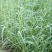 正宗牛鞭草种子牧草种子优质牧草种子牛羊兔的优质饲料
