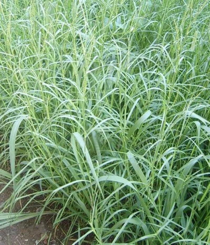 正宗牛鞭草种子牧草种子优质牧草种子牛羊兔的优质饲料