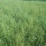 正宗牛鞭草种子牧草种子优质牧草种子牛羊兔的优质饲料
