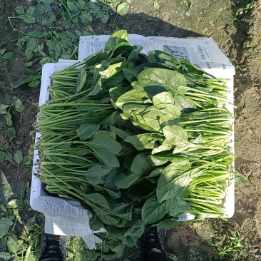 菠菜