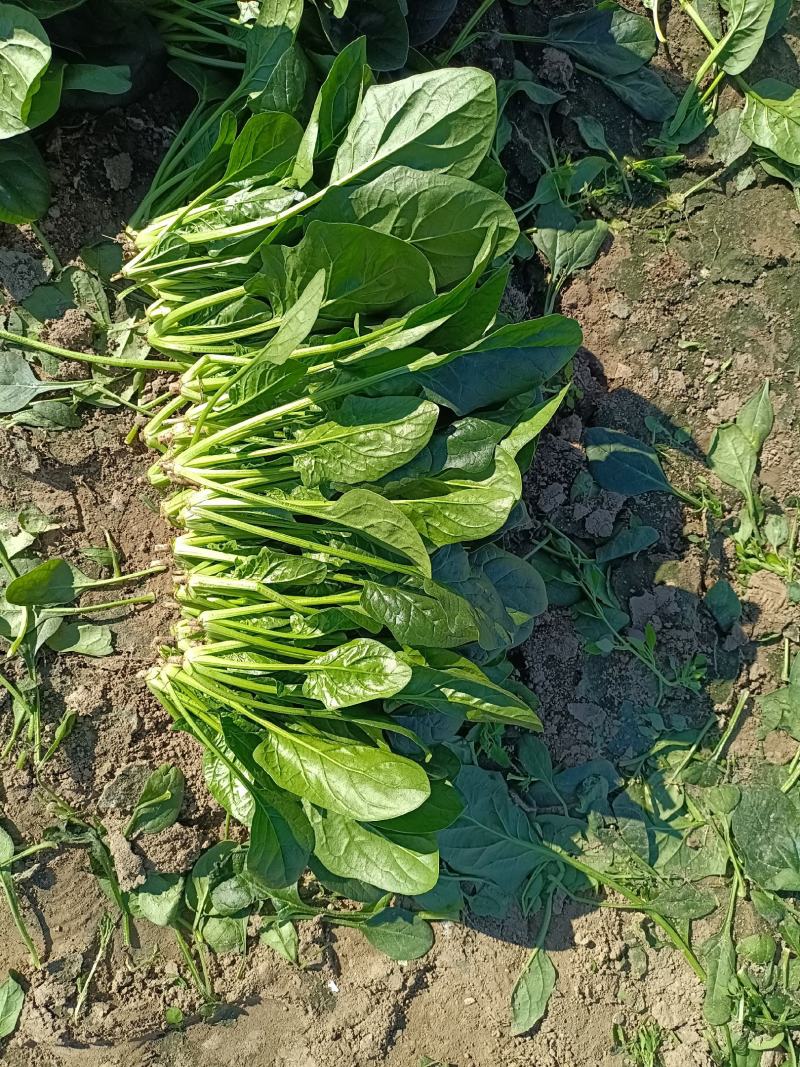菠菜