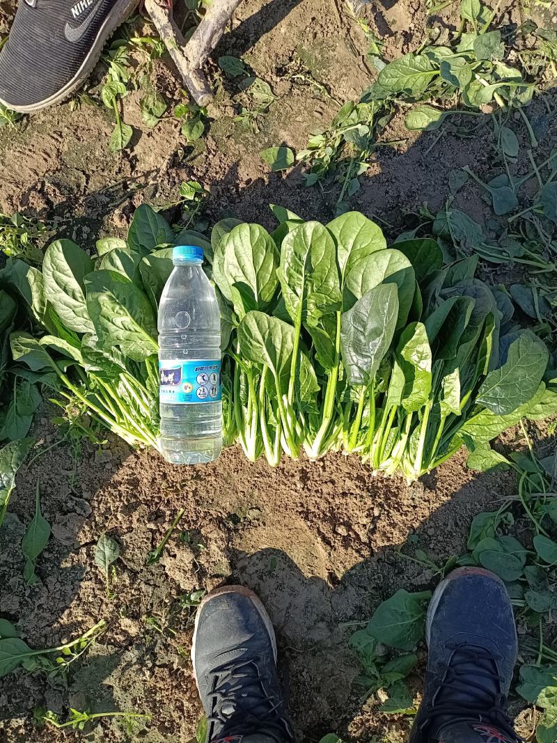 菠菜