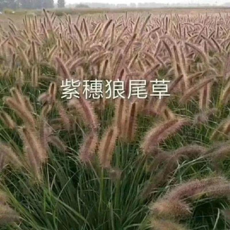 紫穗狼尾草种子观赏狼尾草种四季狗尾草种籽庭院室外护坡花海