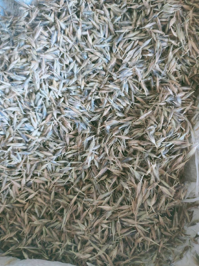 紫穗狼尾草种子观赏狼尾草种四季狗尾草种籽庭院室外护坡花海