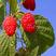 山东基地直发正宗覆盆子树莓树苗保证品种免费技术指导