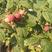 山东基地直发正宗覆盆子树莓树苗保证品种免费技术指导