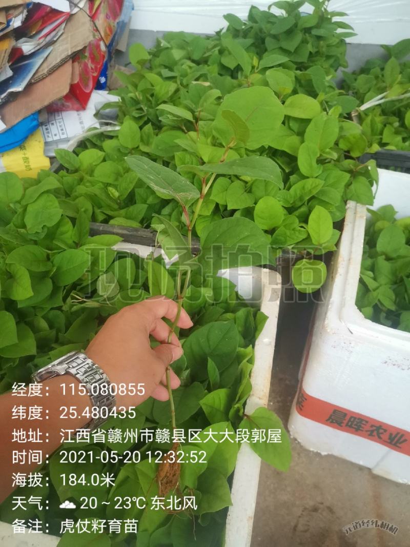 虎杖种子，高产驯化品种，出芽率有保证，提供育苗种植技术