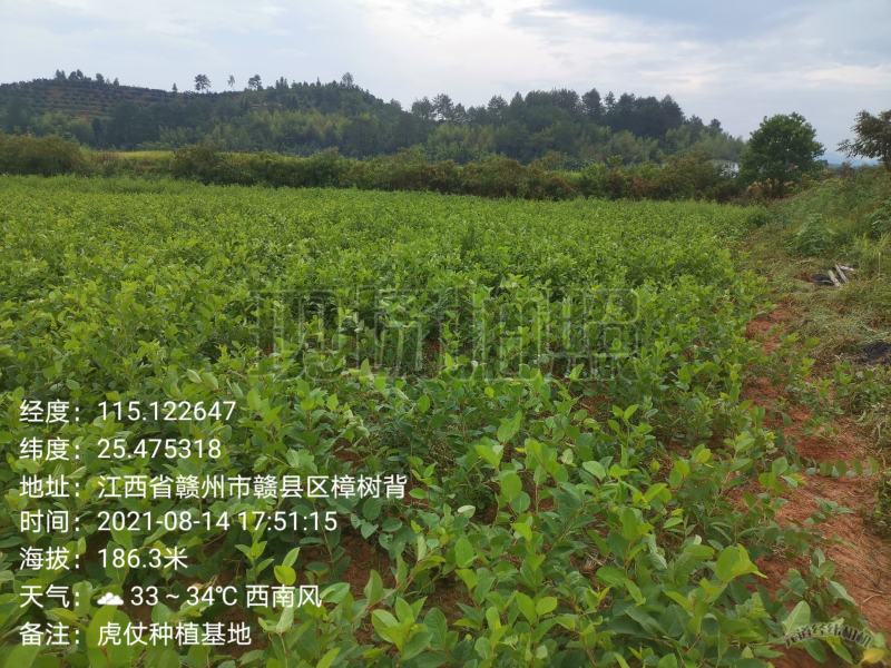 虎杖种子，高产驯化品种，出芽率有保证，提供育苗种植技术