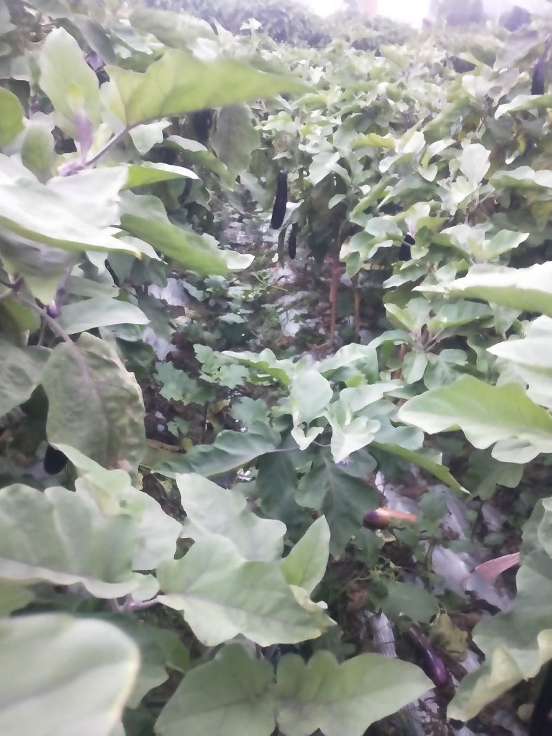 紫红长茄