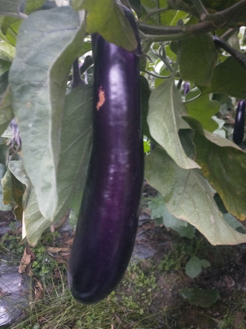 紫红长茄