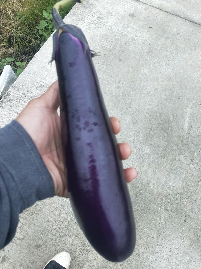 紫红长茄