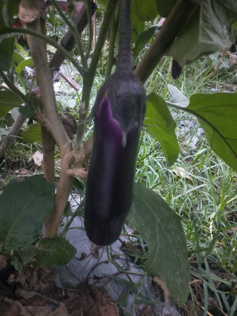 紫红长茄