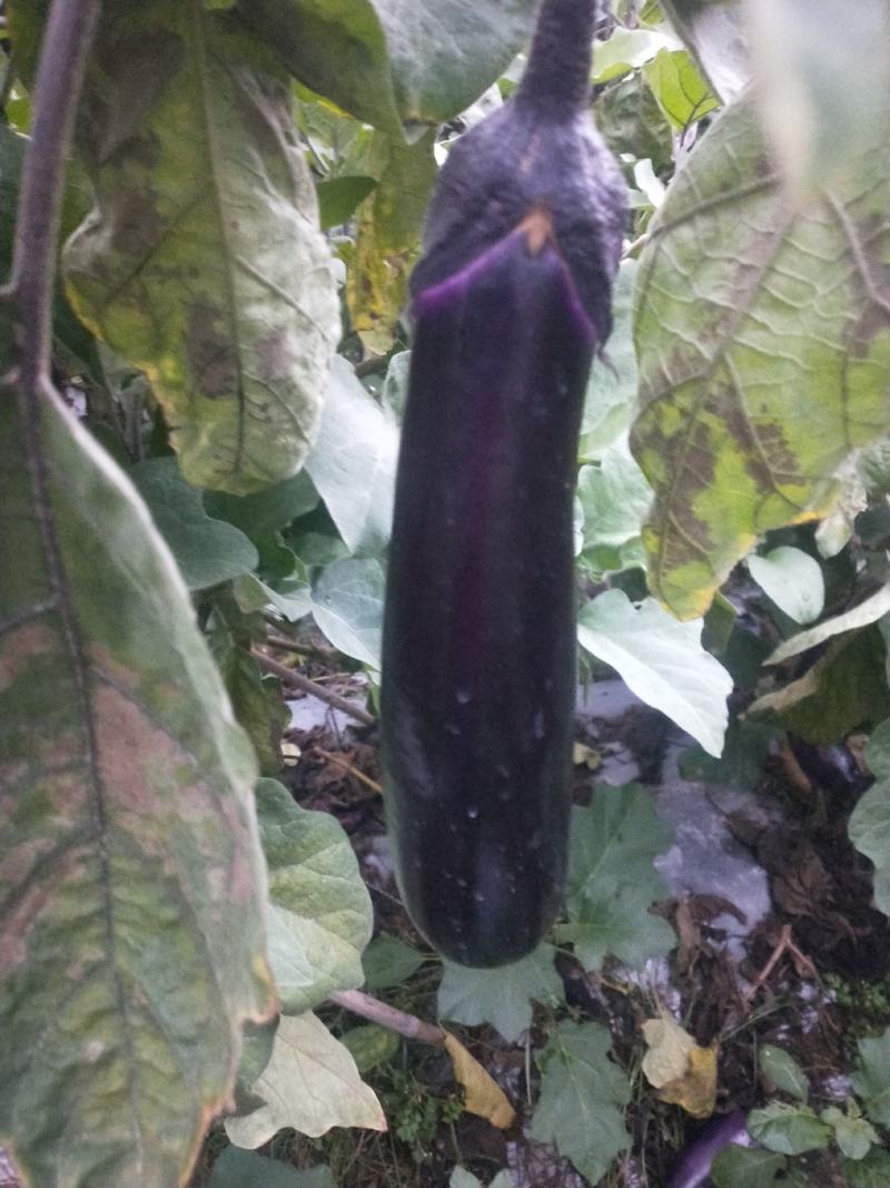 紫红长茄