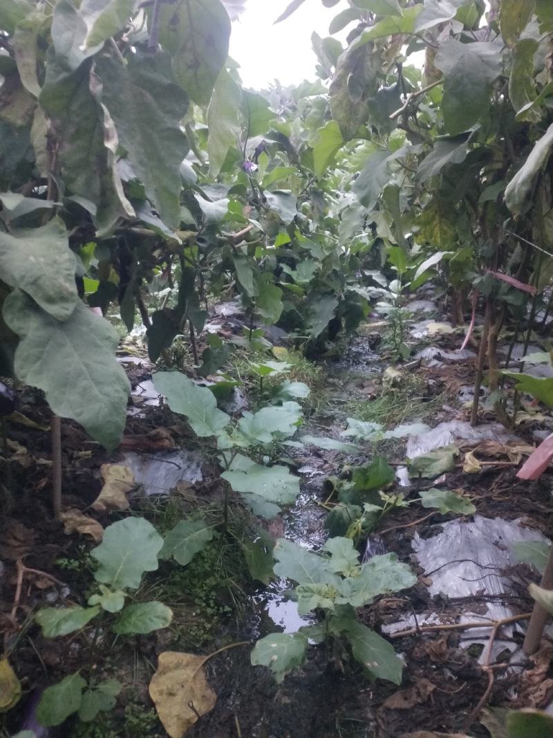 紫红长茄