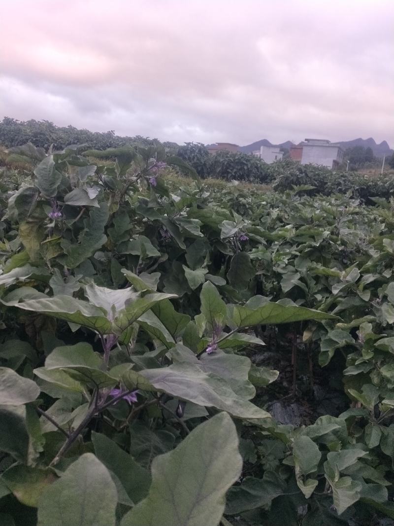 紫红长茄