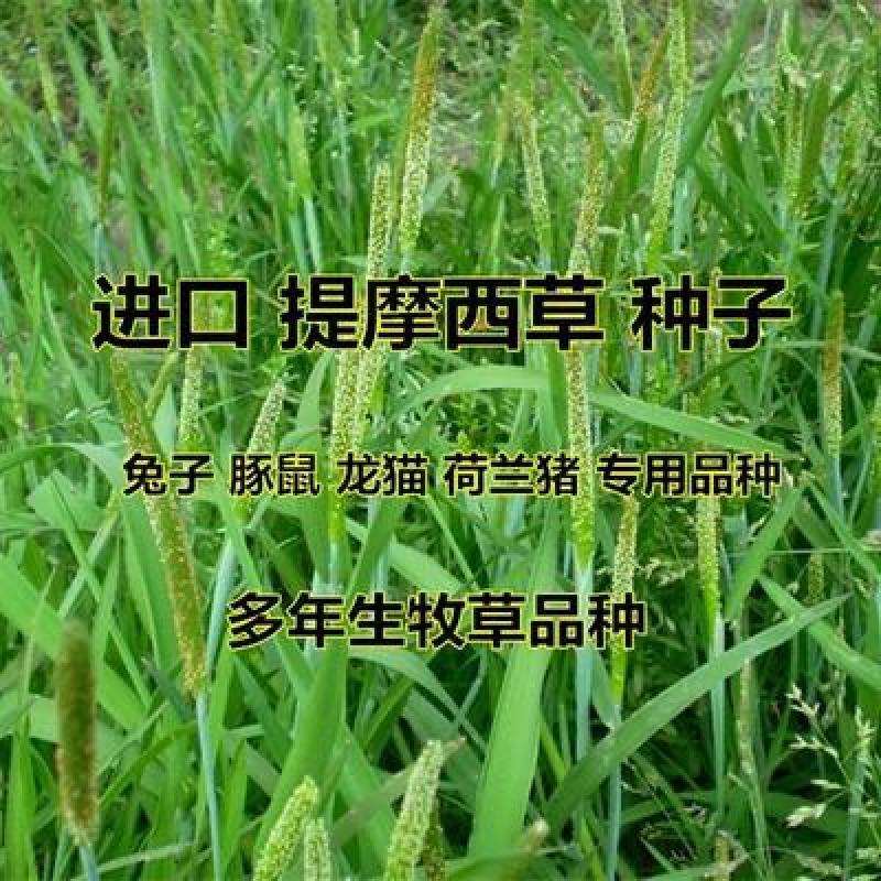 提摩西草种子多年生猫尾草梯牧草兔草豚鼠荷兰猪饲用耐寒牧草