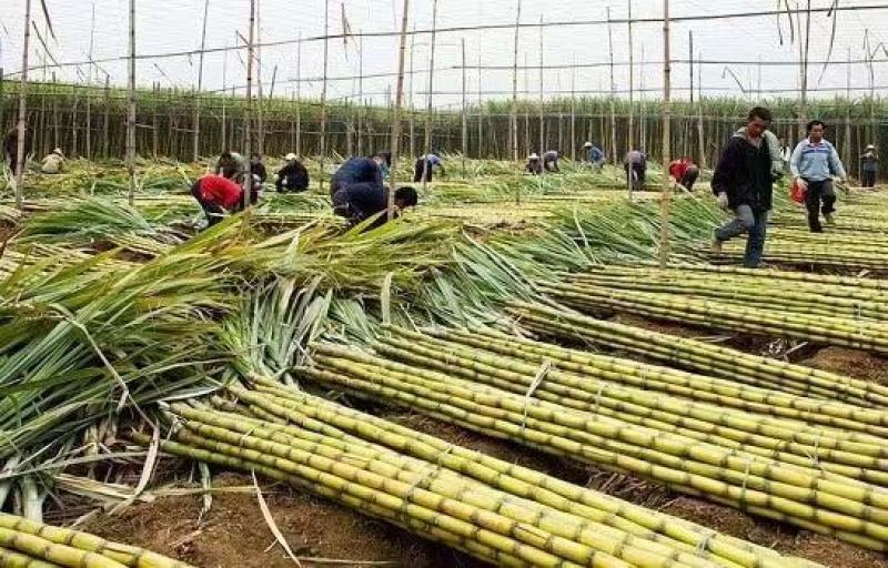 甘蔗干新货无硫广西甘蔗干量大价廉物美