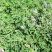 紫花苜蓿草种子多年生苜蓿种子四季高产苜蓿菜猪牛羊鸡鱼牧草