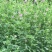 紫花苜蓿草种子多年生苜蓿种子四季高产苜蓿菜猪牛羊鸡鱼牧草